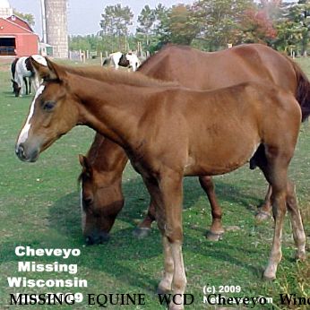 MISSING EQUINE WCD Cheveyo Wind, Near Tomahawk, WI, 54487